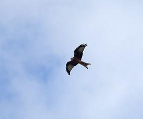 Image showing Red Kite soaring