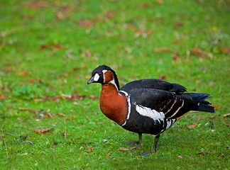 Image showing Red-breasted Goose