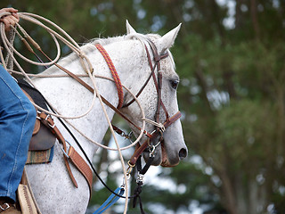 Image showing Cowboy's Pony