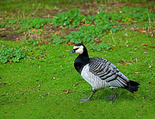 Image showing Barnacle Goose