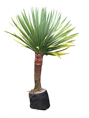 Image showing Yucca Plant