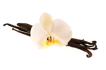 Image showing Vanilla pods and flower