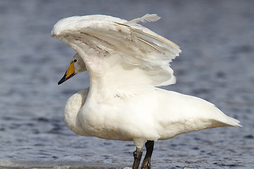 Image showing Whooper Swan