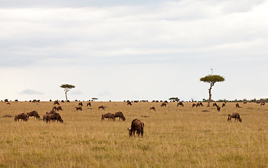 Image showing Acacia Aerial on the Masai Mara