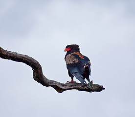 Image showing Bateleur