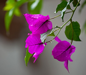 Image showing Bougainvillea in rain