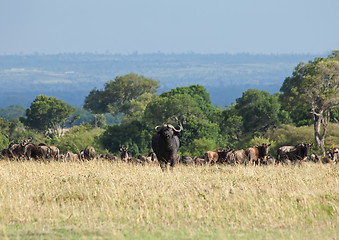 Image showing African Buffalo on Masai Mara