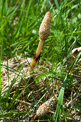 Image showing Horsetail flowers