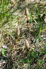 Image showing Horsetail flowers