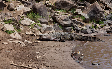 Image showing Crocodile with prey on Mara River