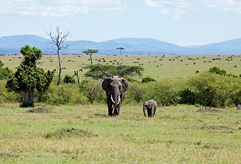 Image showing Elephants on the Masai Mara