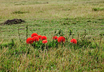 Image showing Fireball Lilies on the Masai Mara