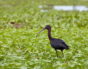 Image showing Glossy Ibis juvenile