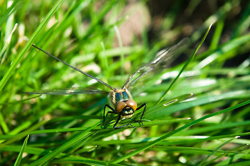 Image showing Dragonfly Outdoor 