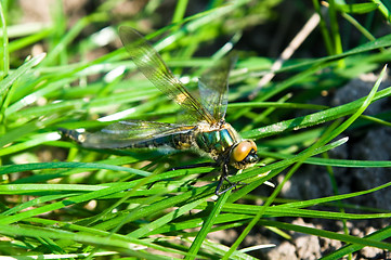 Image showing Dragonfly Outdoor 