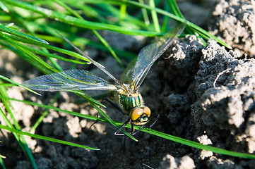 Image showing Dragonfly Outdoor 