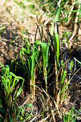 Image showing New Growing Grass Emerging From The Ashes In A Burnt Field 