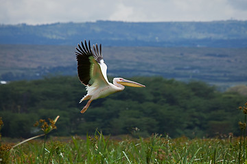 Image showing Great White Pelican