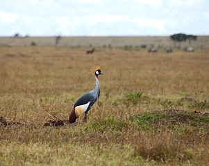 Image showing Grey Crowned Crane on the Masai Mara