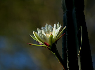 Image showing Kenya Cactus Flower