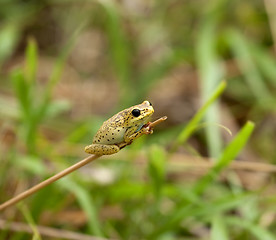 Image showing Kenya Frog