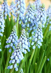 Image showing Hyacinthus orientalis