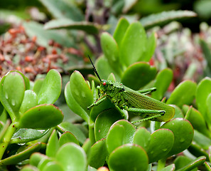 Image showing Kenya Grasshopper