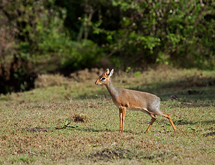 Image showing Kirk's dik dik