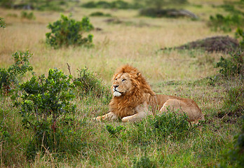 Image showing Lion on the Masai Mara
