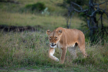 Image showing Lioness on the Masai Mara