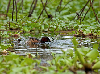 Image showing Little Grebe and dragonfly prey