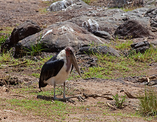 Image showing Marabou Stork