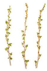 Image showing three twigs