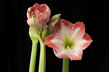 Image showing Amaryllis