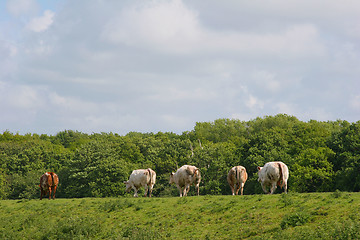 Image showing Cows