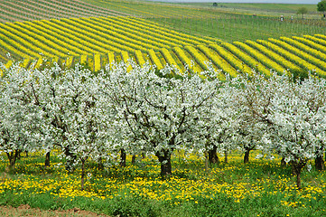 Image showing Cherry garden