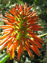 Image showing Aloe