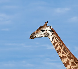 Image showing Masai Giraffe close-up