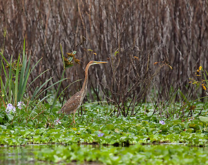 Image showing Purple Heron juvenile