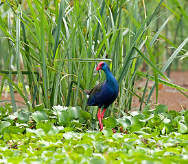 Image showing Purple Swamphen