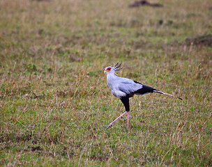 Image showing Secretary Bird