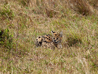 Image showing Serval on the Masai Mara