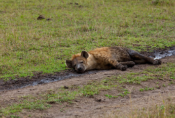 Image showing Spotted Hyena relaxing