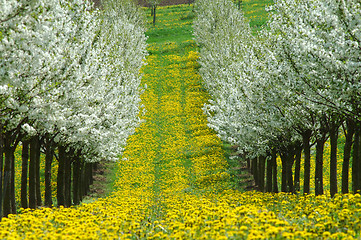 Image showing Cherry garden