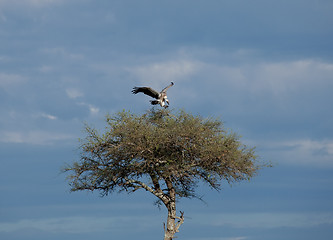 Image showing African White-backed Vulture landing