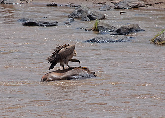 Image showing Vulture on carcase in the Mara River