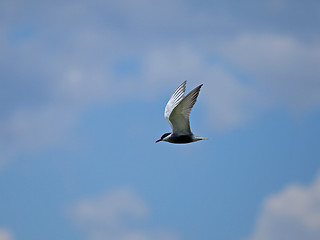 Image showing Whiskered Tern against sky