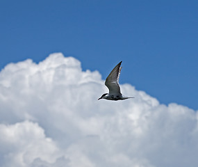 Image showing Whiskered Tern against blue sky and clouds