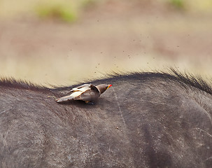 Image showing Yellow-billed Oxpecker