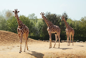 Image showing Three giraffes